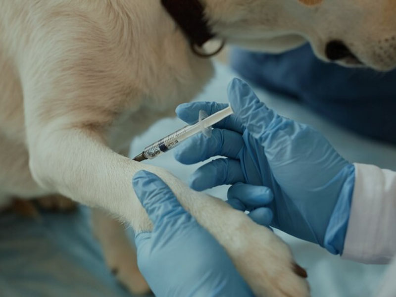 AIM Vaccine publiceert de nieuwste preklinische gegevens over het mRNA-rabiësvaccin in ‘npj-vaccins’: er zijn slechts twee doses nodig om 100% veilige en effectieve immuunbescherming te bieden